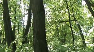 Реликтовая роща,утесы.