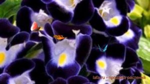 Торения обыкновенная Дип Блю ? торения Дип Блю обзор: как сажать семена торении Дип Блю