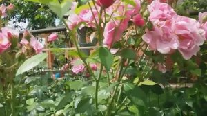 Плетистые розы Камелот и Maritim с честью выдержавшие проливные ливни.