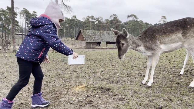 Милана кормит оленей и гуляет в парке!#милана в лесу #милана и олени ##олени и волк #деффчонкитв смотреть онлайн