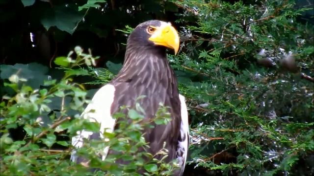 Медитация "Полёт орла" смотреть онлайн