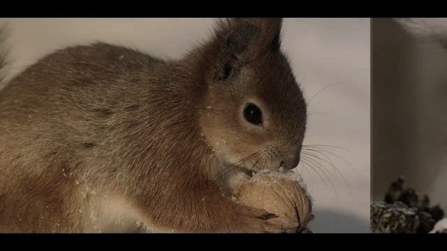 Белки самые милые существа на свете смотреть онлайн