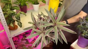 Мой еженедельный уход за комнатными растениями (2 часть)