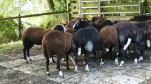 Овцы Цвартблес Немецкая селекция \ Продажа скота из Европы \ ЭЛЬСТАДО