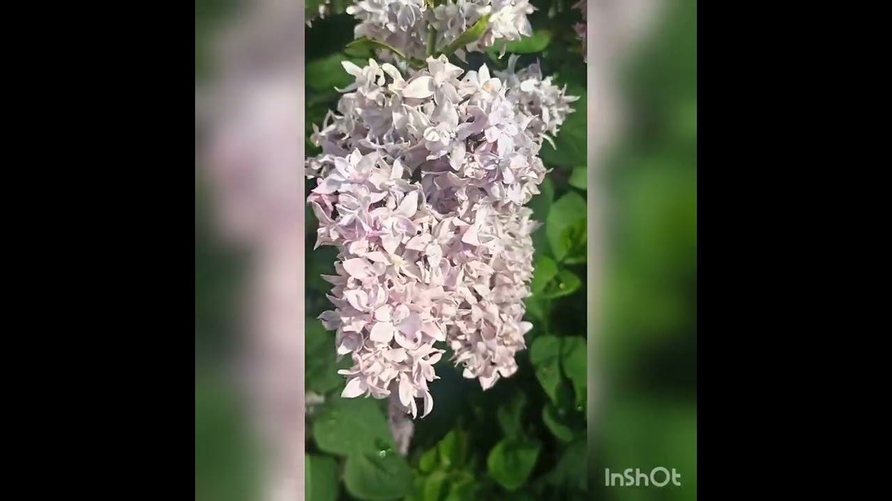 Вечером была гроза, утром стало свежее.