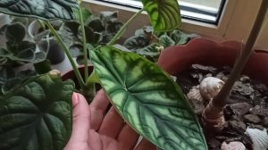 Филодендрон Тортум тронулся в рост,уррраааа🌱