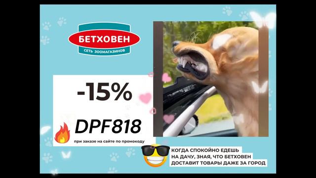 МЕГАСКИДКИ в Бетховен смотреть онлайн