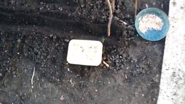 Осенняя ПОСАДКА посев СЕМЯН ОЗИМОГО ЧЕСНОКА