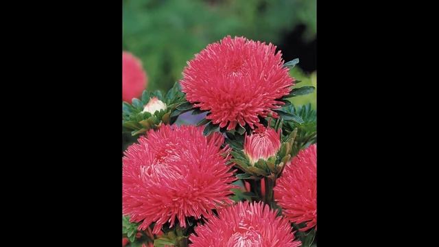 КАЛЛИСТЕФУС  или  АСТРА ОДНОЛЕТНЯЯ  (CALLISTEPHUS)  сем. Сложноцветные смотреть онлайн