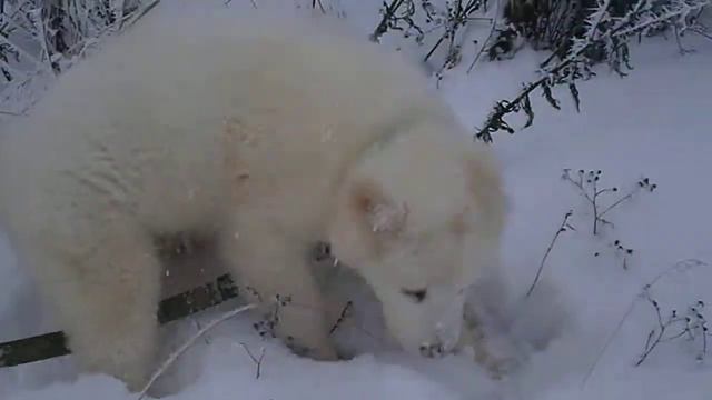 Среднеазиат ЭТО ЛУТЧАЯ СОБАКА В МИРЕ смотреть онлайн