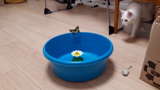 Кот, бабочка и знаменитый кототазик ? смотреть онлайн