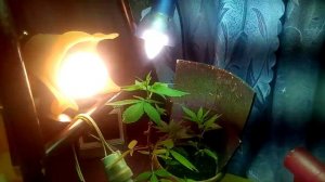 Растения дома канапля