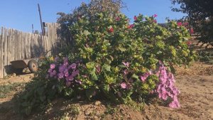 песковатка 2020 октябрь