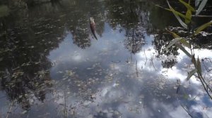 РОТАН СОЖРАЛ ВСЮ РЫБУ. РЫБАЛКА НА ОСЕННЕГО  РОТАНА  на маленьком карьере.