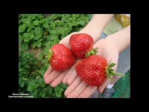 АЗИЯ  КЛУБНИКА С ОЧЕНЬ  КРУПНЫМИ СЛАДКИМИ ЯГОДАМИ
