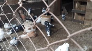 Чубатые николаевские голуби