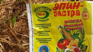 Ночные заморозки. Скорая помощь для спасения рассады.