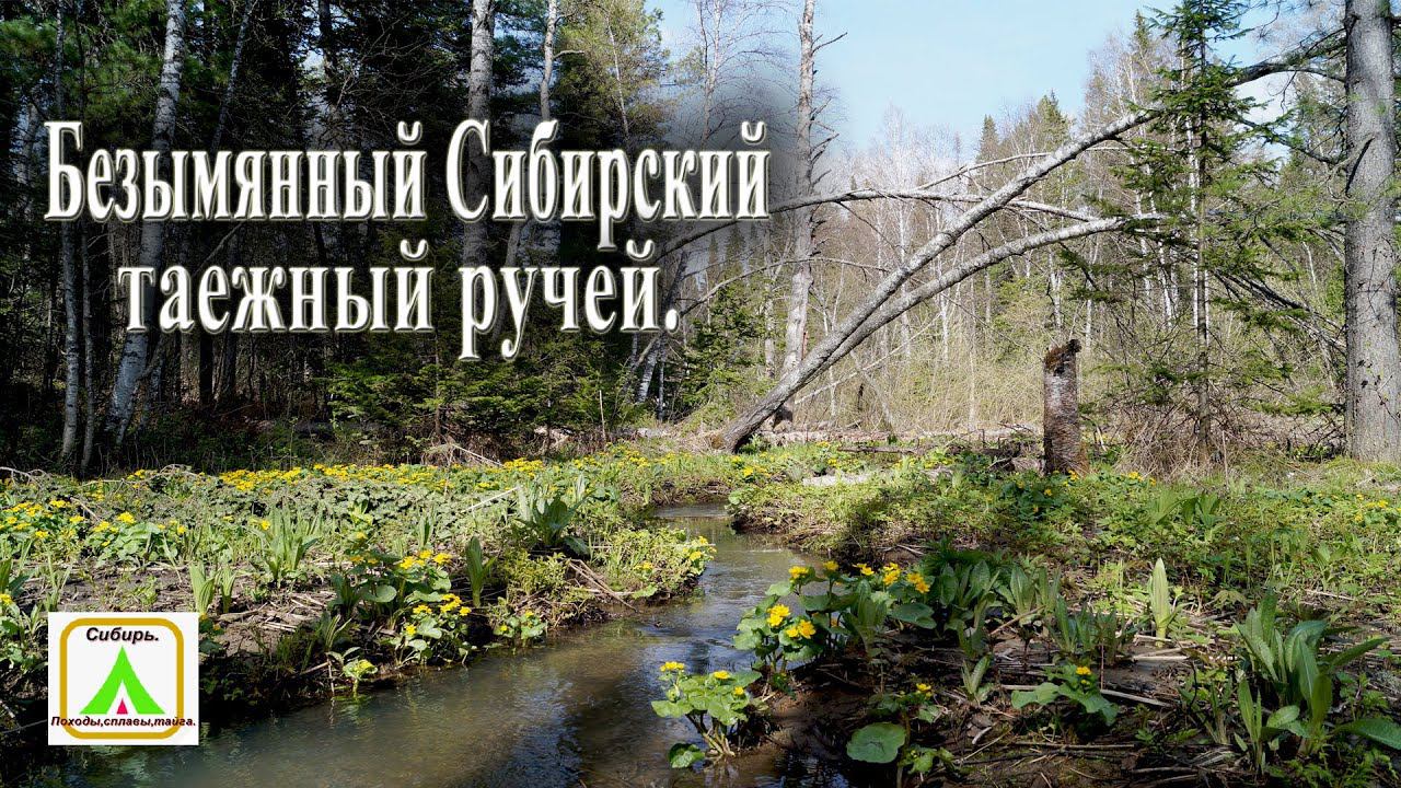 Безымянный Сибирский таежный ручей.