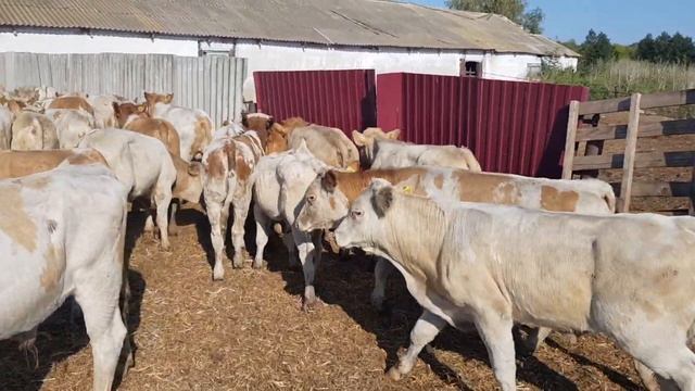 симменталы бычки