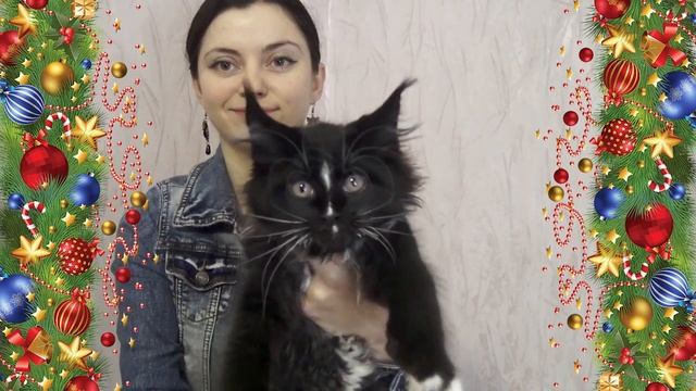 ЛИРИКУМ ЗавЗдрав Бестович - котенок мейн-кун здоровяк 2 месяца с хвостиком