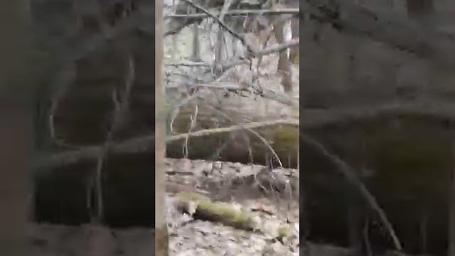 Лоси в лесу, Гольяново смотреть онлайн