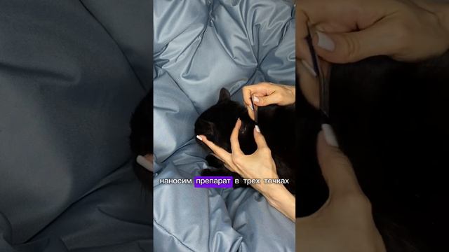 Секреты эффективного использования капель от блох смотреть онлайн