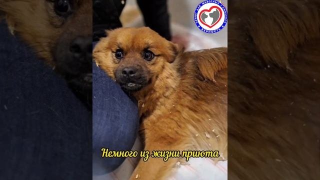 Немного из жизни приюта Верность г.Смоленск. Вещает 