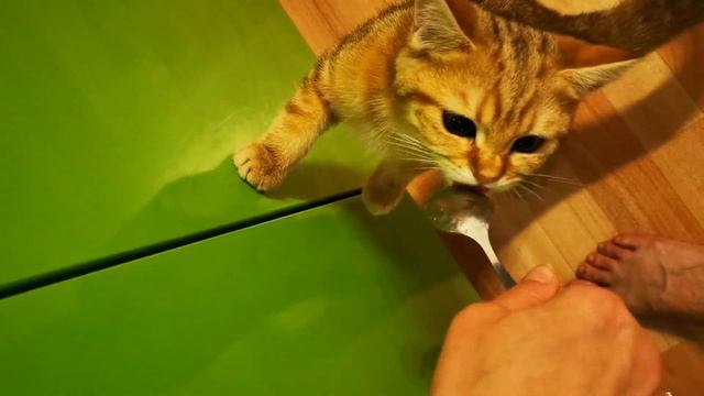 Пришли домой, голодный кот просит есть. Прикольное видео с котом. Кот попрошайка.