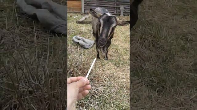 Срочна всем смотрет! Новый порода козлы курит сигарет парламент! ЖЕСТ смотреть онлайн