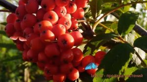 Рябина обыкновенная ЭДУЛИС (sorbus aucuparia) ? ЭДУЛИС обзор: как сажать, саженцы рябины ЭДУЛИС