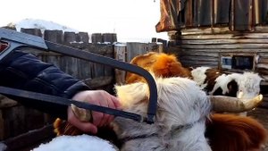 Как деревенский житель спилил рога корове .#деревня#корова#рога