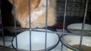 Старость не радость, но доброе слово даже кошке приятно