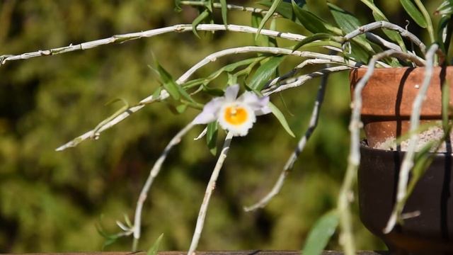 How I take care of orchid Dendrobium loddigesii смотреть онлайн