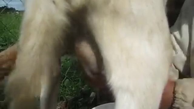 Массажа вымени козы смотреть онлайн