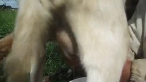 Массажа вымени козы
