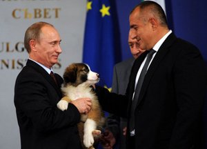 Сторожевая собака с независимым характером! Болгарская Каракачанская овчарка.