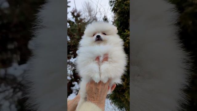 мальчик кремовый шпиц померанский