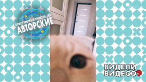 Кот-шпион. Видели видео? Фрагмент выпуска от 10.05.2021