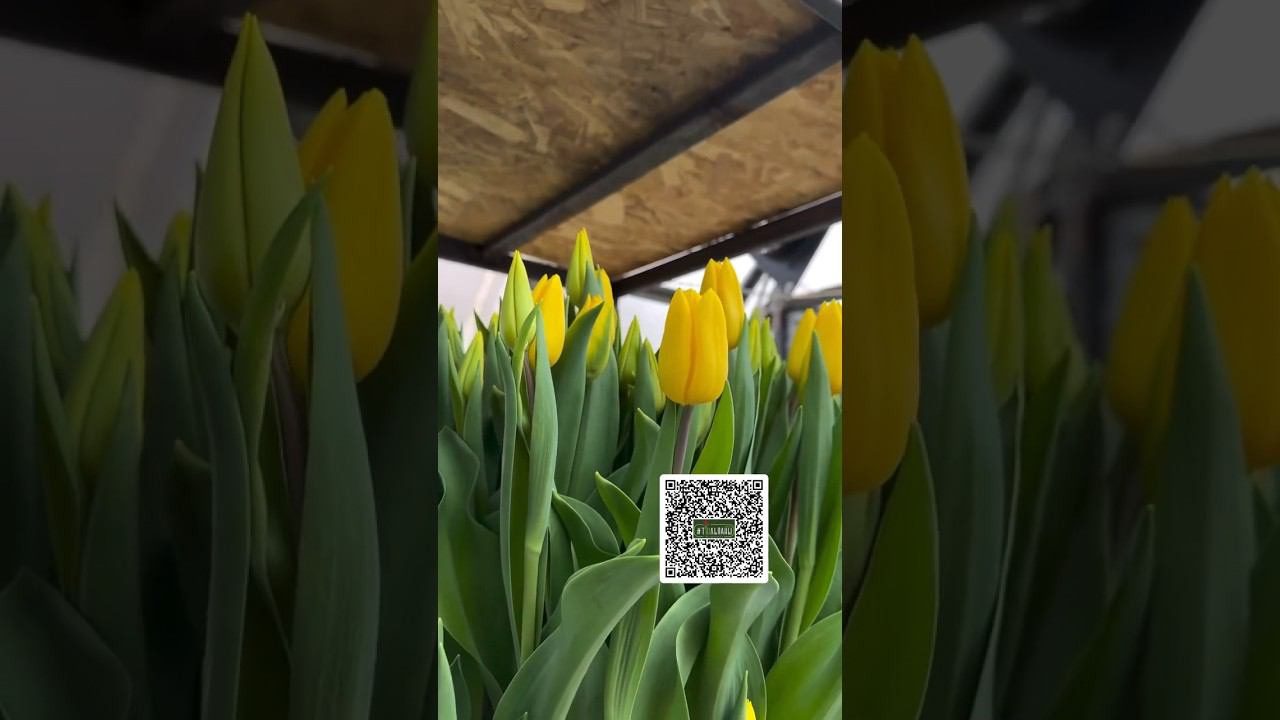 #тюльпаны #тюльпаныоптом #выгонкатюльпанов
