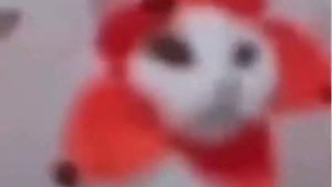 flower cat dancing to sunshine lollipops and rainbows full song