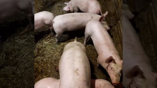 Почали кашляли свині.що робити?/ в свинарнику +18// смотреть онлайн