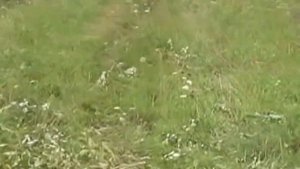 Кусторез. Косим молодой лес! Испытание самодельного кустореза на трактор ЮМЗ-6