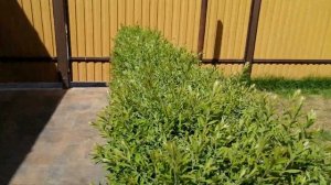 Готовая живая изгородь из спиреи серой Грефшейм