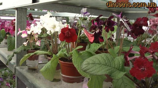 29 yanv 2011 strepsi смотреть онлайн