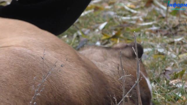 День домашніх тварин смотреть онлайн