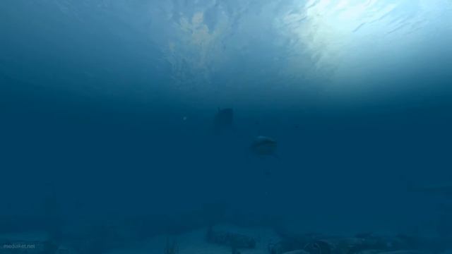 Sharks - Great White 3D Screensaver смотреть онлайн