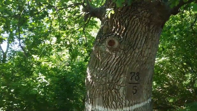 Влог. Восьмое чудо света! Дубы - долгожители смотреть онлайн