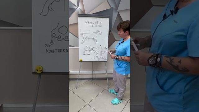 Заболевания кожи у собак (собака чешется, у собаки аллергия) смотреть онлайн