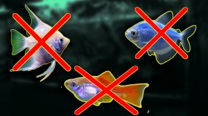 КАКИХ АКВАРИУМНЫХ РЫБОК НЕ СТОИТ ПОКУПАТЬ!