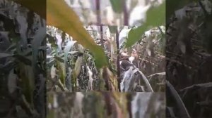 Уборка кукурузы на зерно